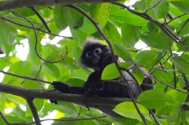 istock Dusky leaf monkey s found in the Peninsular region 1386464893