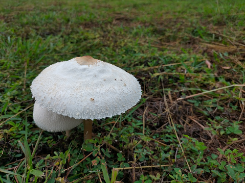 Lycoperdon perlatum is a fungus that grows wild in grass, rice fields, grassy yards
