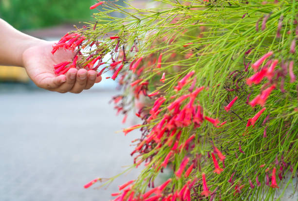 Russelia equisetiformis or firecracker plant flower in hand