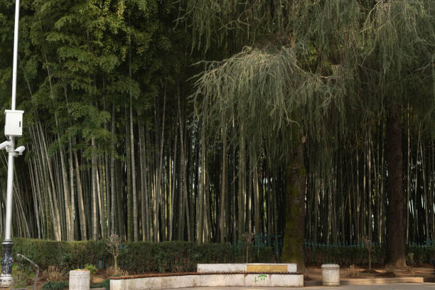 istock bamboo park in batumi city 1386471102