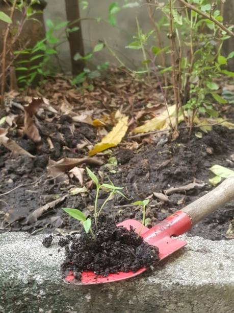 istock Garden paprika 1386472495