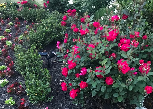 Bright pink Knock Out Rose bush in a garden island with black mulch