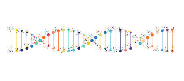 dna-symbol auf weißem hintergrund - dna stock-grafiken, -clipart, -cartoons und -symbole