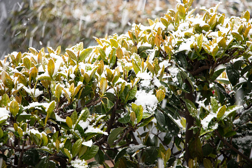 Winter landscape with falling snow on green plants.