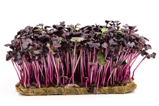 istock Fresh purple radish sprouts isolated on white. Microgreens. 1386473566