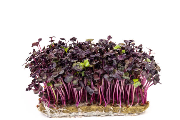istock Fresh purple radish sprouts isolated on white. Microgreens. 1386473589
