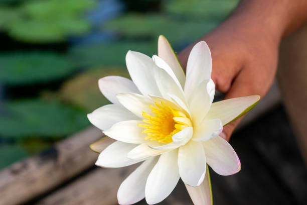 istock hand holding white water lily 1386473710