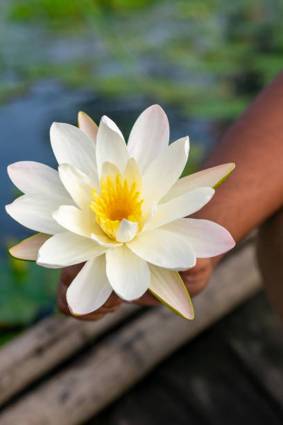 istock hand holding white water lily 1386473713