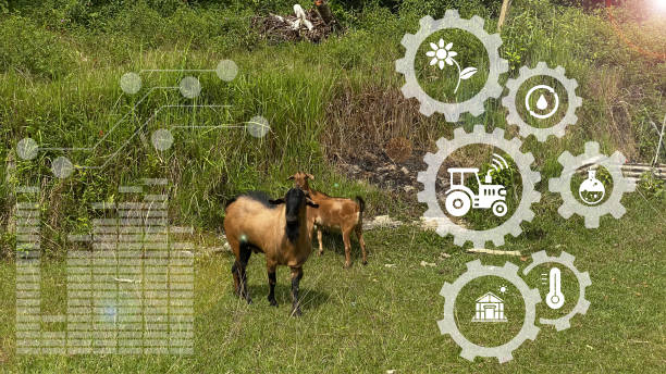 istock Smart agritech livestock farming concept. Modern dairy farm 1386473894