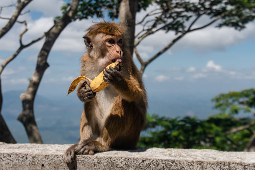 Funny macaque monkey eats a banana sitting on stone fencing and looking aside on nature background.
