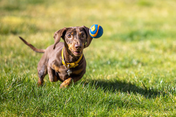 Miniature Dachshund running in the Grass, Scotland