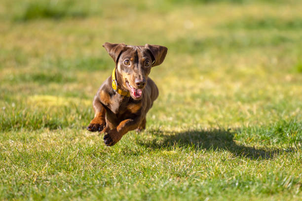 bassotto in miniatura che corre nell'erba - pets dachshund dog running foto e immagini stock