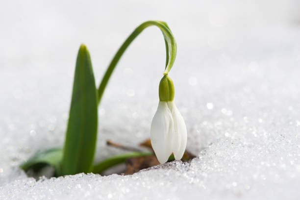 istock Close up of snowdrop in a snowdrift in an early spring forest - selective focus, copy space 1386484182