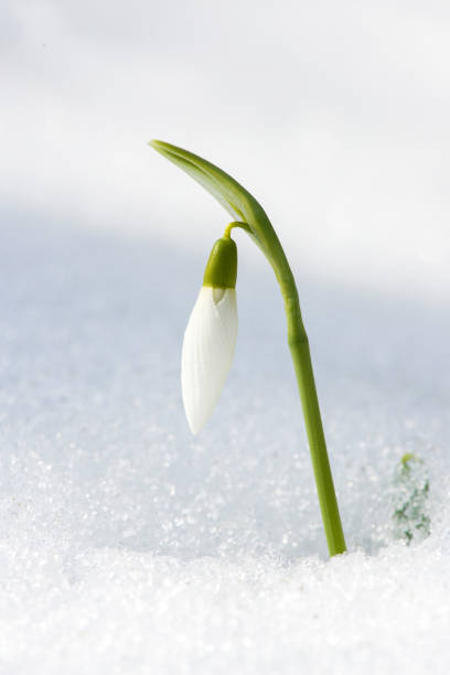 istock Close up of snowdrop in a snowdrift in an early spring forest - selective focus, copy space 1386484695