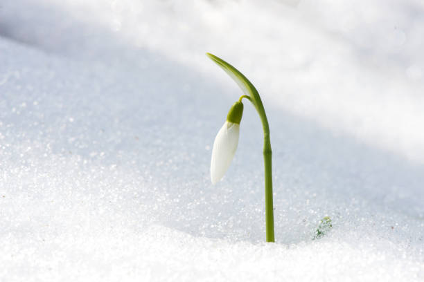 istock Close up of snowdrop in a snowdrift in an early spring forest - selective focus, copy space 1386485245