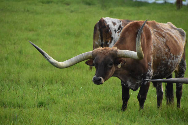 istock Longhorn Steer with Long Horns in a Field 1386486207
