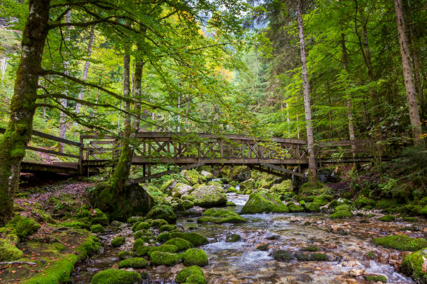 istock Forest at Cirque de Saint Meme. Savoy France. 1386486291