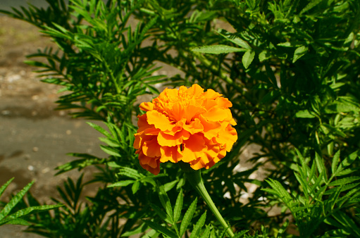 french marigold or tagetes patula or bolero marigold is a species of flowering plant in the daisy family that has thousands of different cultivars in brilliant and striking shades of color. this flower (plant) is commonly used as outdoor decoration and medicine.
