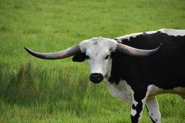 фантастическое лицо белого и черного руля longhorn - bull texas longhorn cattle horned white стоковые фото и изображения