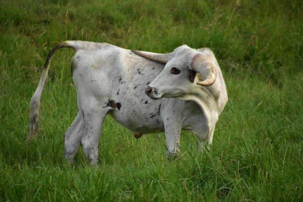 istock Sweet Longhorn Steer Looking Back Over Shoulder 1386487322