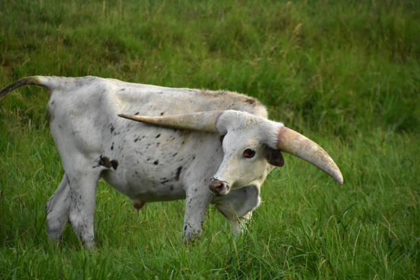 белый длиннорогий руль на большом травяном поле - bull texas longhorn cattle horned white стоковые фото и изображения