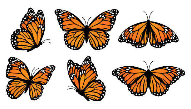 군주 나비 세트. 흰색 배경에 격리된 벡터 그림 - butterfly monarch butterfly spring isolated stock illustrations