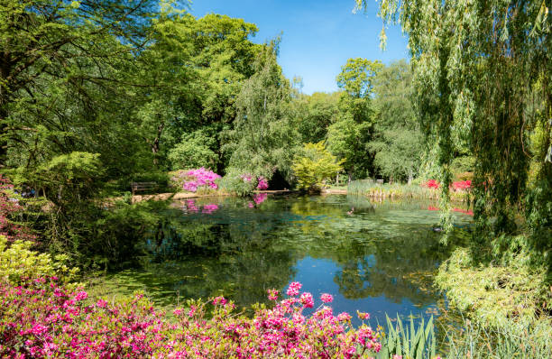 Spring beautiful garden in London Beautiful flower garden and a small pond in the spring season in London richmond park stock pictures, royalty-free photos & images