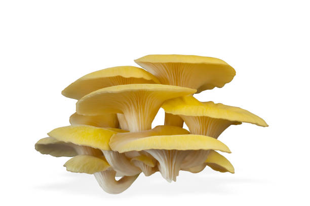 istock Oyster mushroom isolated on white background. 1386491402