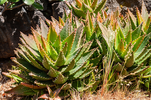 Thickets of wild aloe in the Azores. Aloe brevifolia or short-leaved aloe