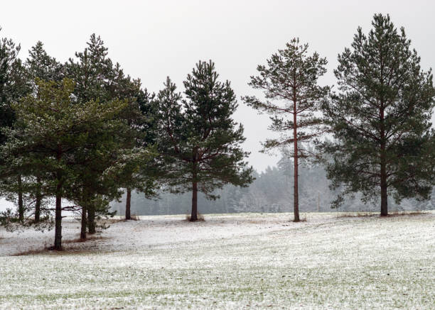 istock snow-covered trees, winter day, snow covered land and trees, winter feeling 1386491696