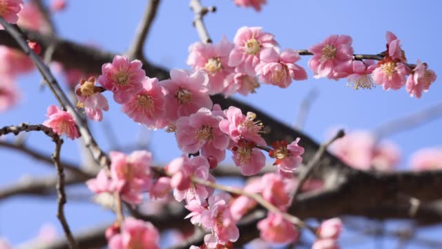 Cute plum blossoms swaying in the wind of March