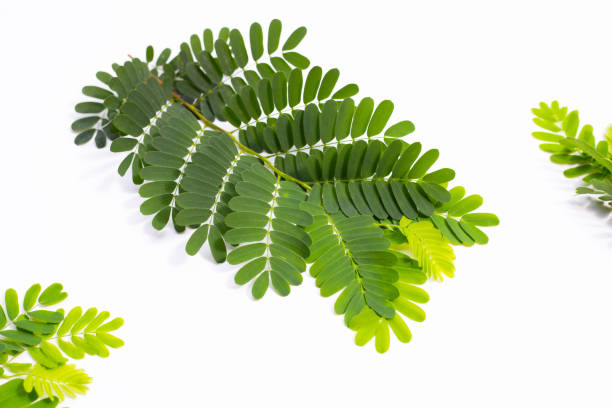 istock tamarind leaves on white background. 1386492608