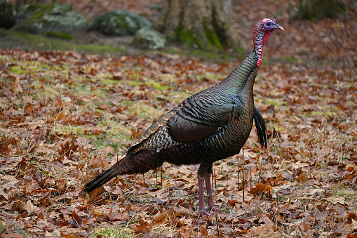 Classic wild turkey pose on wet leaves of forest clearing in Connecticut as spring approaches