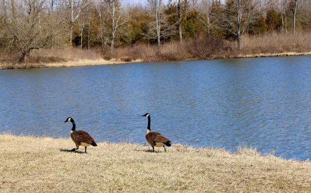istock Geese Walking in the Grass 1386493105