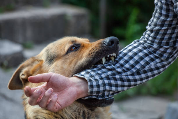 istock A male German shepherd bites a man by the hand. 1386493208