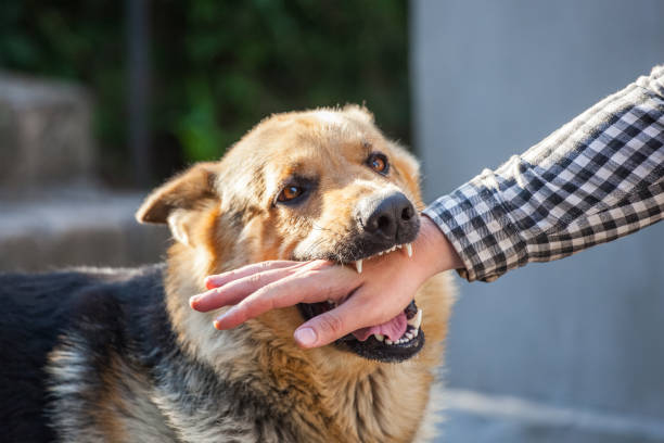 a male german shepherd bites a man by the hand. - morder imagens e fotografias de stock