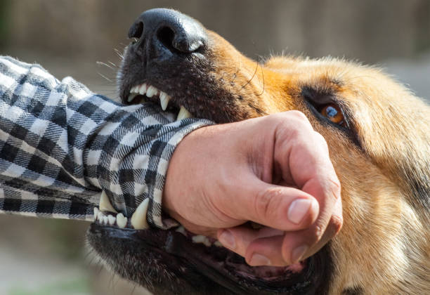 istock A male German shepherd bites a man by the hand. 1386493239