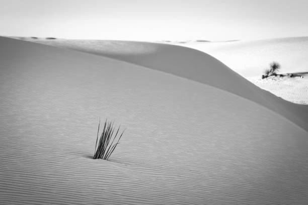 puesta de sol en las dunas - single flower flower desert new mexico fotografías e imágenes de stock