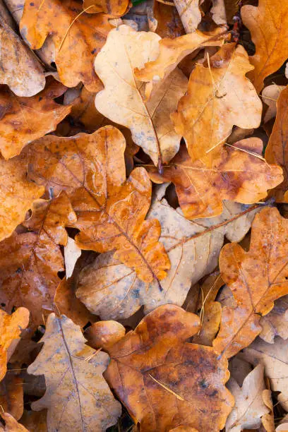 Wet oak leaves cover in rainy autumn season. October background