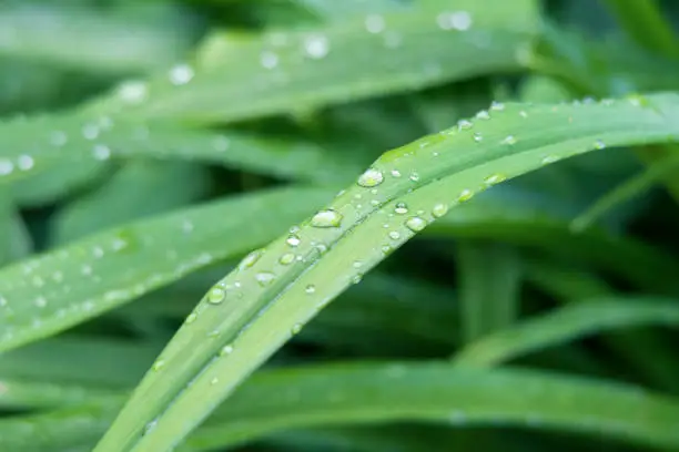 Rain droplet on green grass. Selective focus