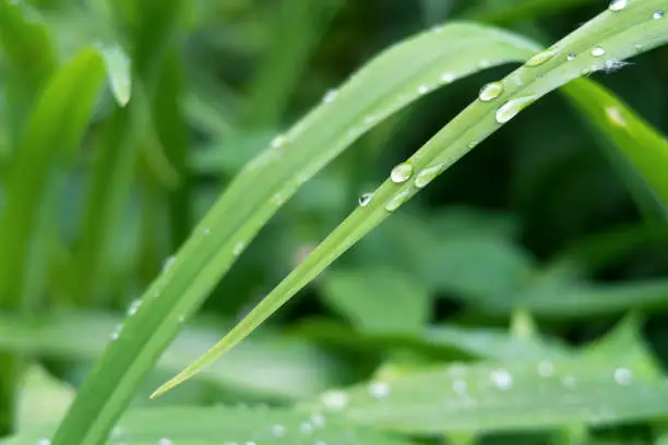 Green grass with rain drops. Selective focus. Nature background
