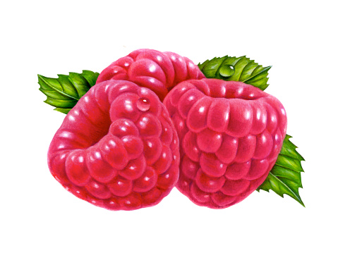 An illustration of three raspberries surrounded by leaves.