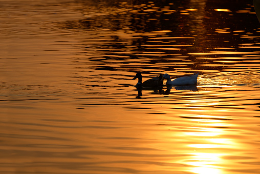Two ducks swimming at sunset in beautiful golden water. Black duck and white duck swimming together in gold lake.