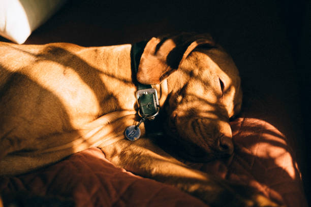 Close-up of a French Mastiff's muzzle. Vertical photo. Dogue de Bordeaux nose