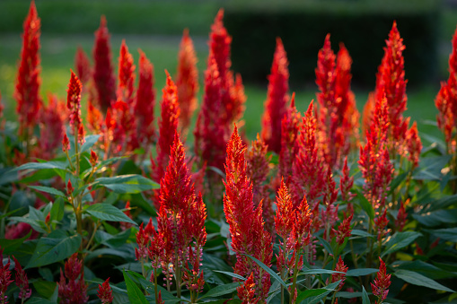 Red Cockscomb or Abanico flowers (Celosia argentea  L.) are adorned in the Botanical Gardens in Bangkok for the public to see the gardens and take pictures as a backdrop that gives a fresh feeling.