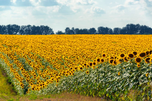 istock Rows of blooming sunflowers in Ukraine 1386498169