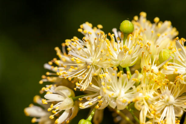 istock beautiful linden tree flower in spring during flowering, 1386498273