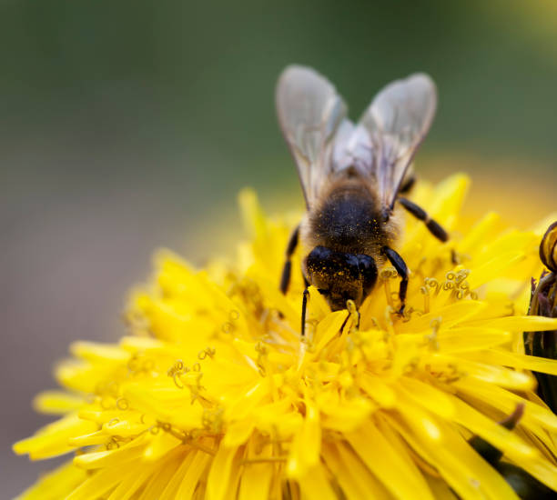 istock yellow beautiful dandelion flowers with seeds 1386498286