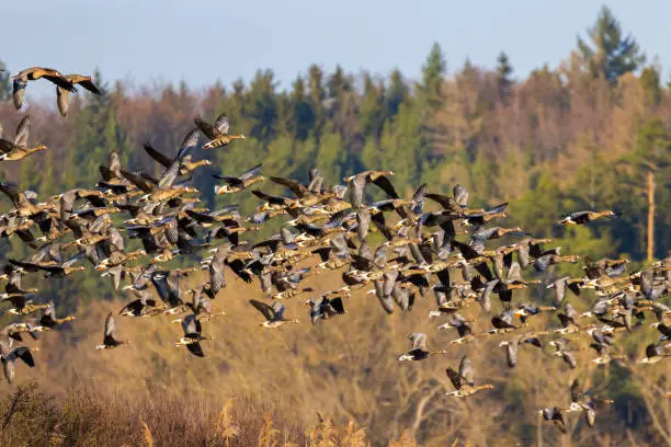 Great Geese, (Anser anser), Southern Bohemia, Czech Republic