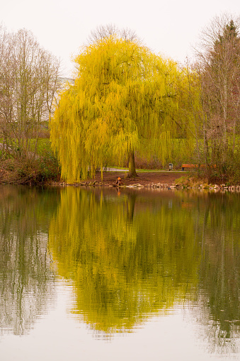 Spring at lake, blooming weeping willow, symmetrical reflections